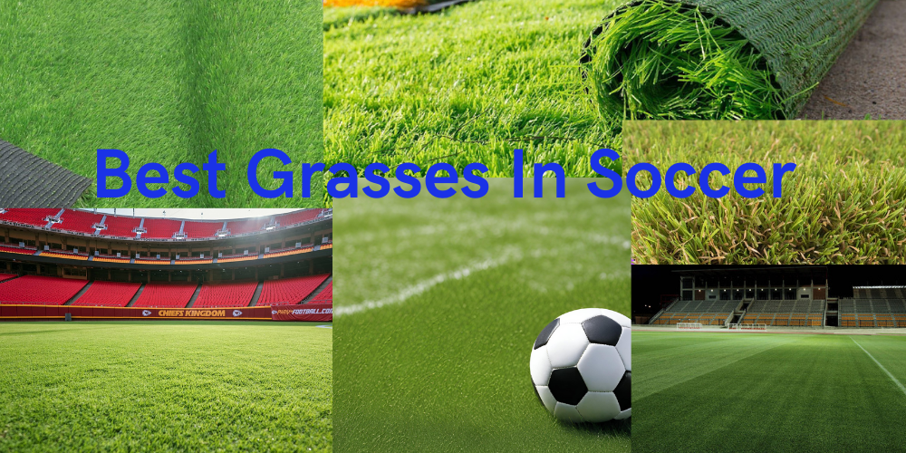 Best Grasses in Soccer Field